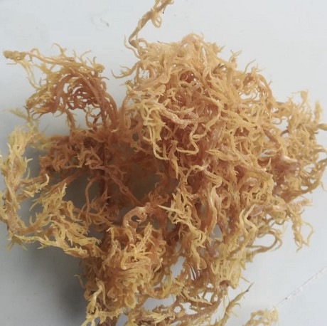 Rich Organic Beauty Sea Moss and Herbs: Product image 2